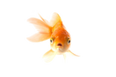 Live Goldfish
