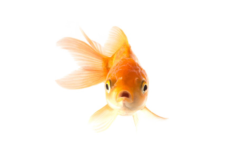 Live feeder deals goldfish