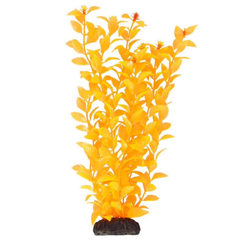 Ludwigia - Orange - 12" - Plant