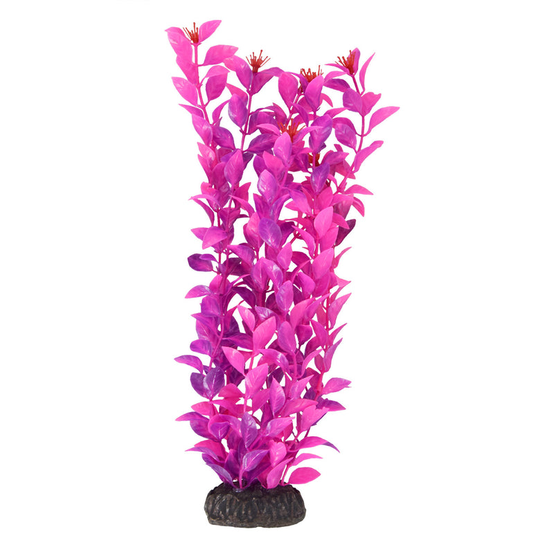 UT Ludwigia - Pink - 12" - Plant