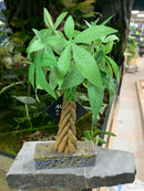 Marina Betta Kit Money Tree Ornament 12210