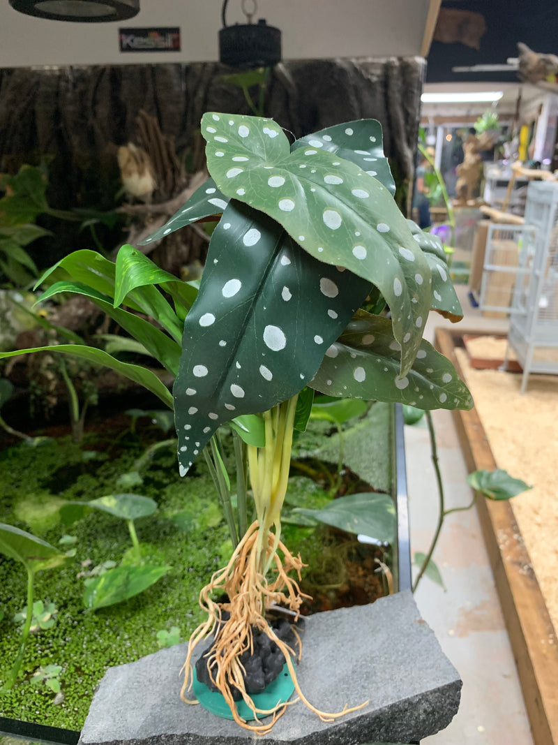 Polka Dot Syngonium weighted silk plant