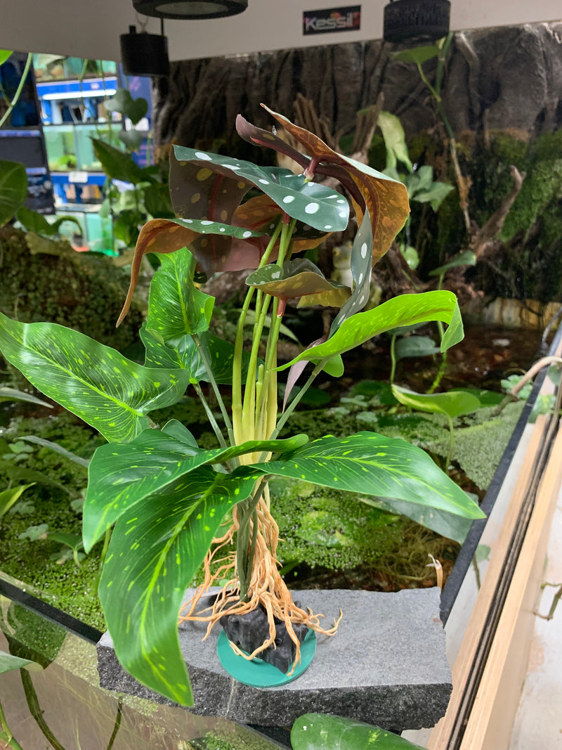 Polka Dot Syngonium weighted silk plant