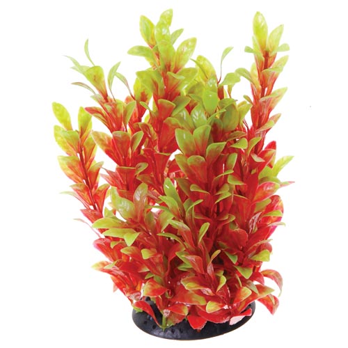 Red Ludwigia - 10"