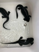 C.B. Spanish Ribbed Newt (Pleurodeles waltl)