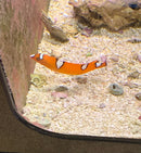 Red Coris Wrasse (Juvenile) - (Coris gaimard) - Yellowtail Coris