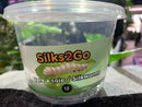 Silkworms Silks2Go 1 Dozen