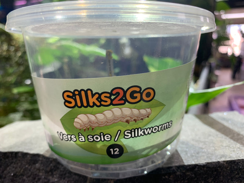 Silkworms Silks2Go 1 Dozen