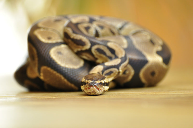 Regular Ball Python