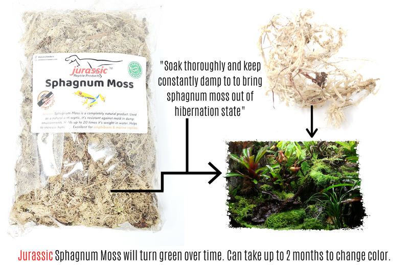 Jurassic Sphagnum Moss 100 gm