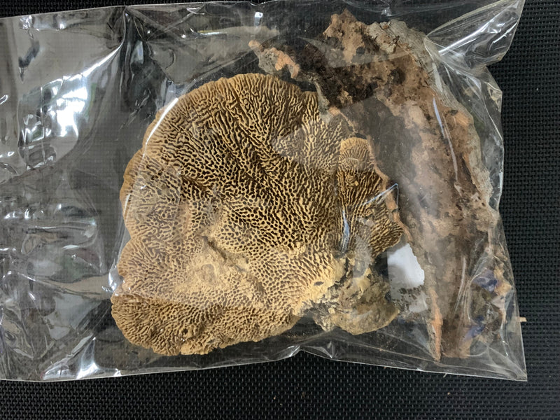 Jurassic Reptile Products - Sponge Mushroom ( Bio Active )