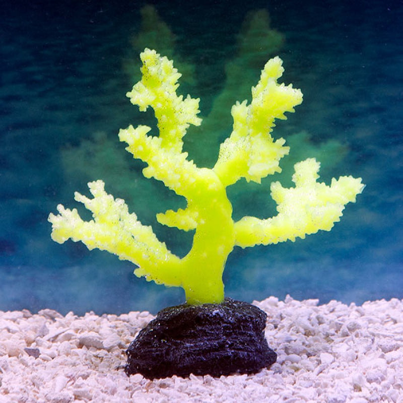 YELLOW Sinularia CORAL  SMALL SPORN