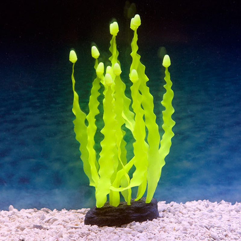 YELLOW Caulerpa SEAWEED SPORN GLOW