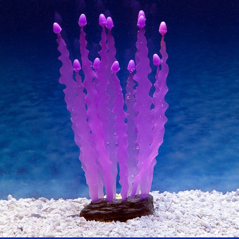 PURPLE Caulerpa SEAWEED SPORN GLOW