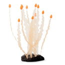 ORANGE Caulerpa SEAWEED SPORN GLOW