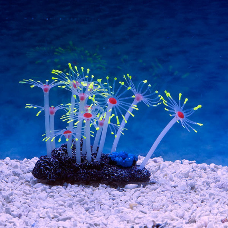 YELLOW/RED Star Polyps CORAL SPORN GLOW