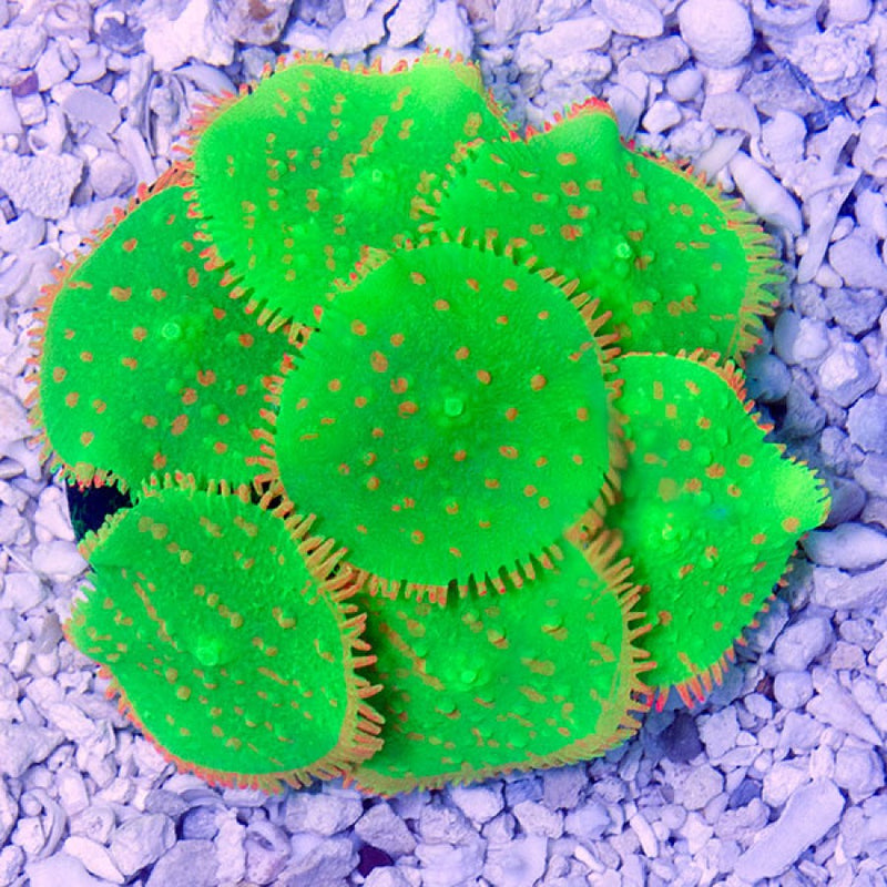 Ricordia Anemone GREEN SPORN GLOW