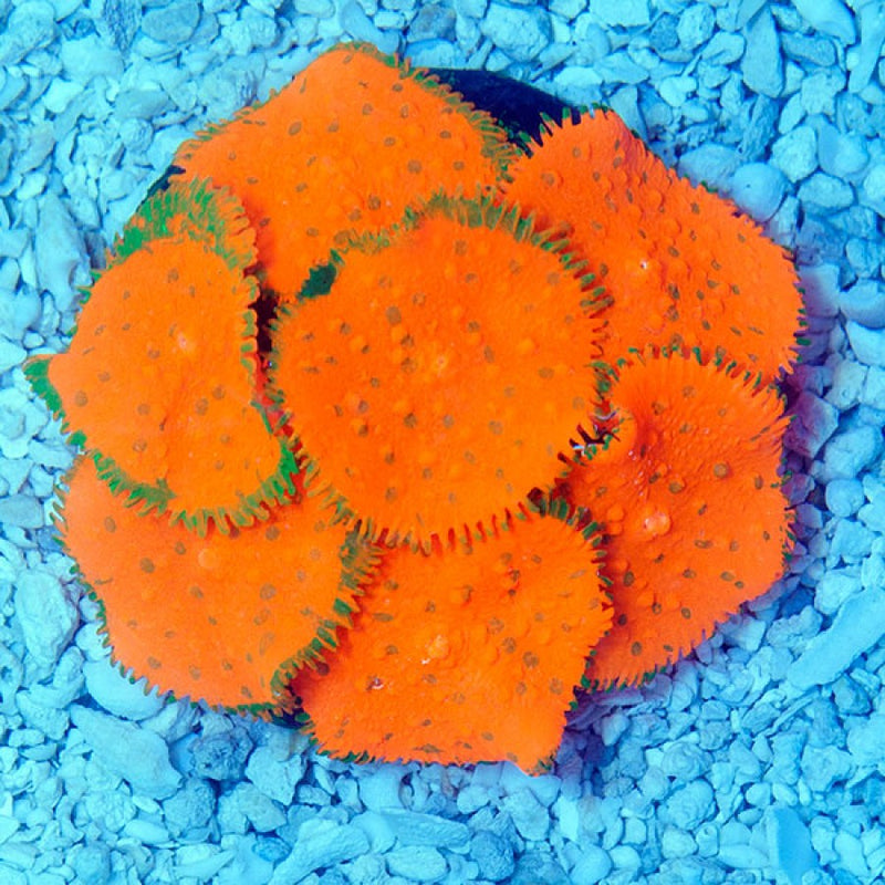 Ricordia Anemone ORANGE SPORN GLOW