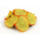 Ricordia Anemone YELLOW SPORN GLOW