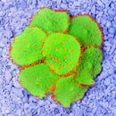 Ricordia Anemone YELLOW SPORN GLOW