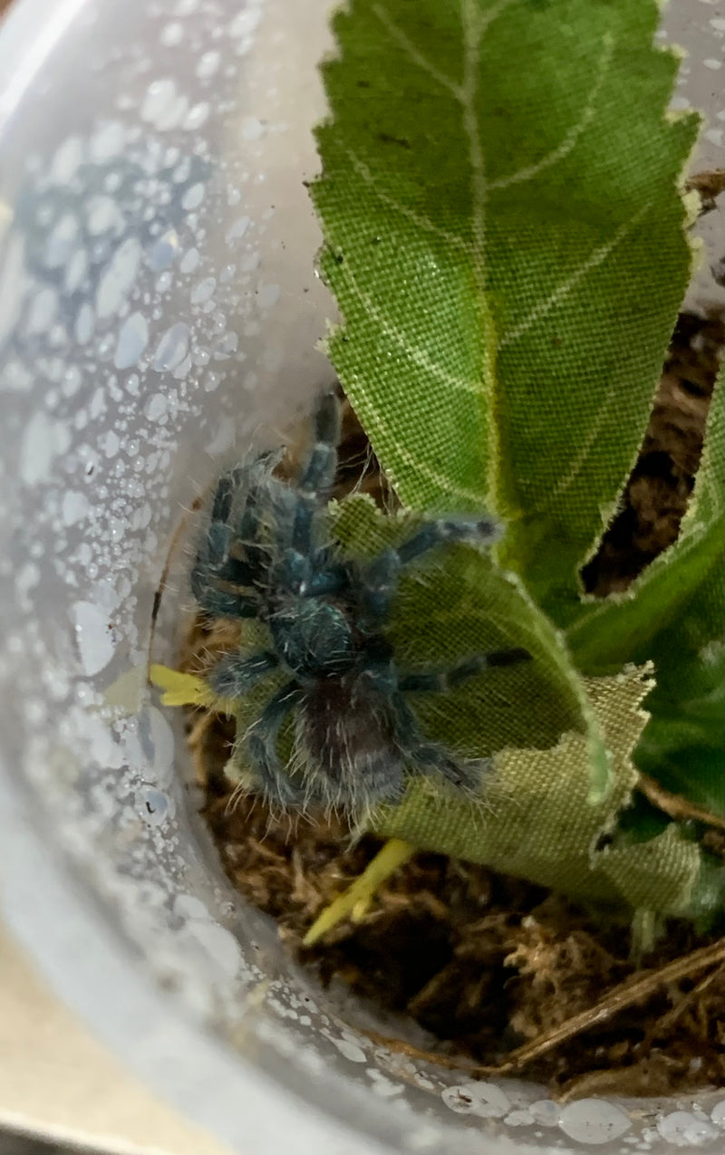 Tarantula 1" “Antilles Pinktoe- THE PRAYING MANTIS”  (Caribena versicolor)
