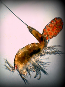 Reef Nutrition LIVE Tigger Pods (Live Copepods)