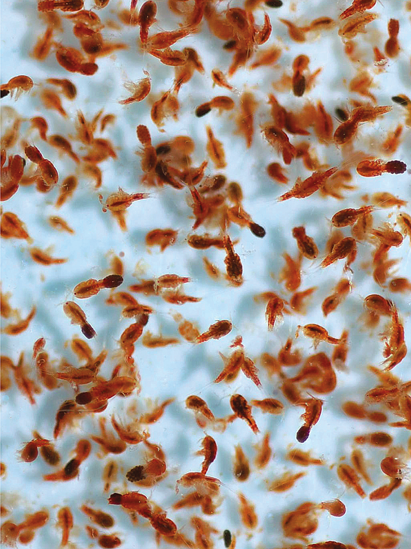 Tigrio Reef Nutrition LIVE Tigger Pods (Live Copepods)