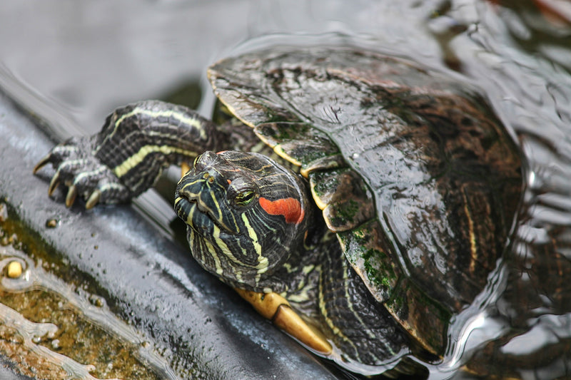 Red Ear Slider Turtle