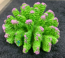 Aussie Branch Coral - Green - Aquarium Ornament