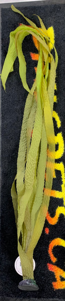 Giant Goldenrod Yellow Saltwater Kelp - 36"