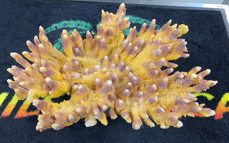 Golden Yellow Acropora Coral Reef - Aquarium Ornament - Large 14.5 x