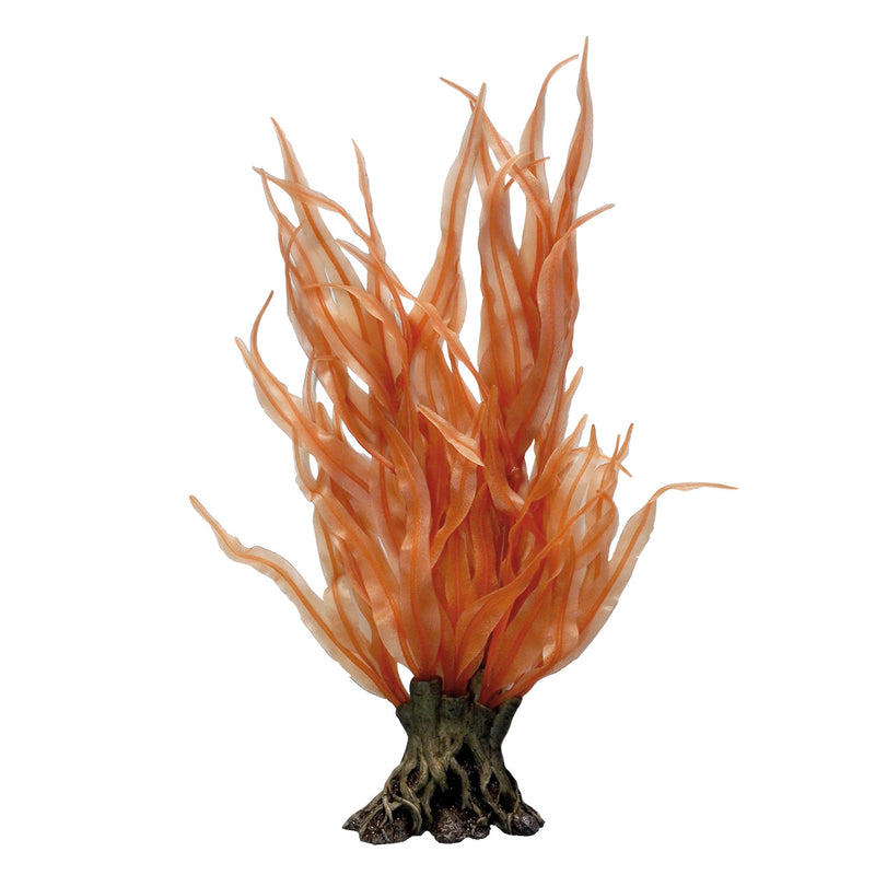 Pacific Coast Orange Kelp - 18"