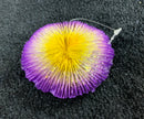 Plate Coral - Purple - Small - Aquarium Ornament