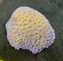 Purple Brain Coral  - Small -  Aquarium Ornament