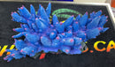 Blue Acropora Coral Reef  -  Aquarium Ornament - Large 24" x 12" x 7.5"